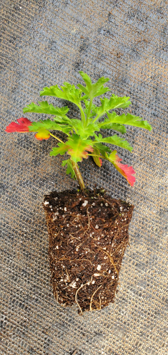 Pelargonium Ionidiflorum