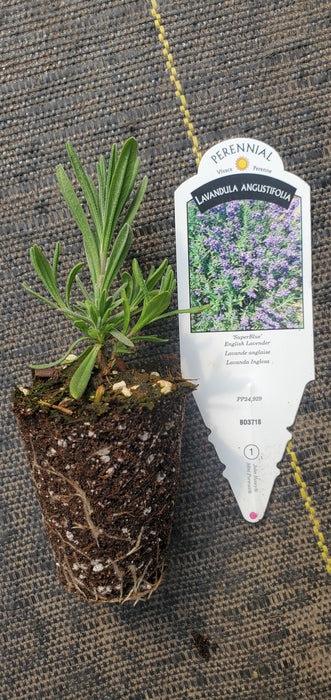 Lavender Superblue