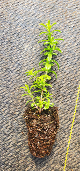 Lemon Winter Savory