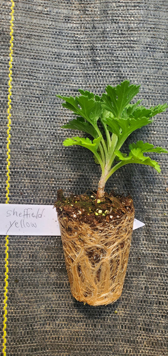 Chrysanthemum Sheffield Yellow