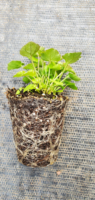 Campanula Poscharskyana