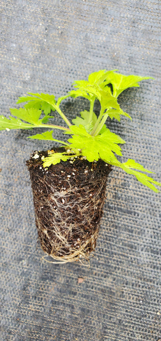 Artemisia Lactiflora