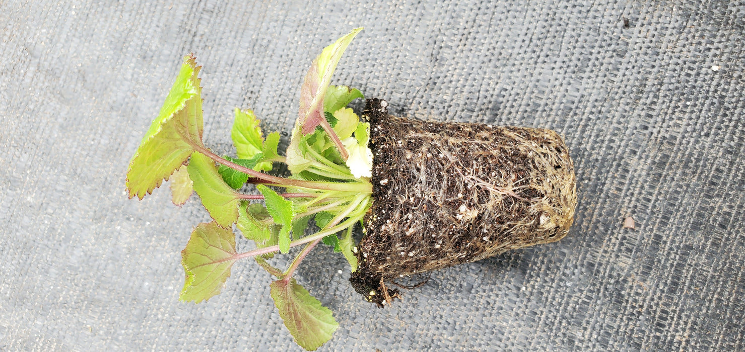 Campanula Punctata