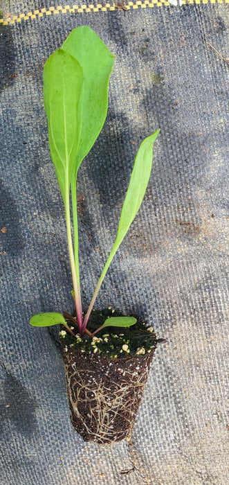 Rudbeckia Maxima