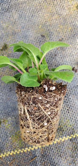 Campanula Collina