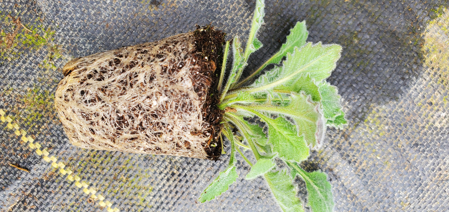 Campanula Topaliana