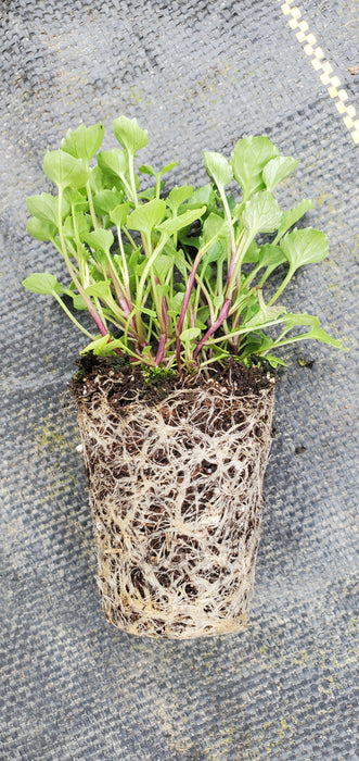 Campanula Bavaria Blue