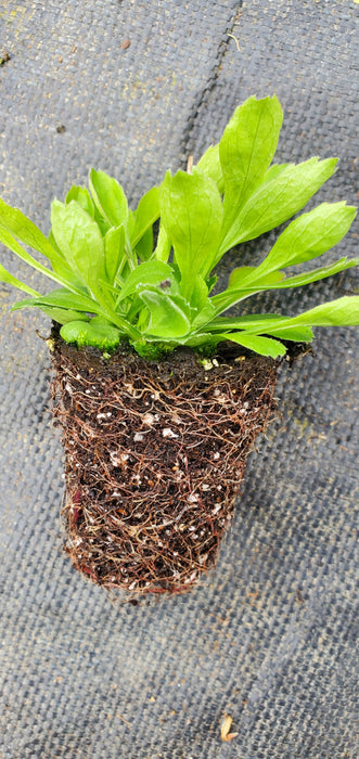 Campanula Aucheri