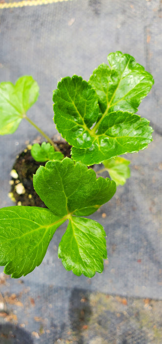 Angelica Pachycarpa