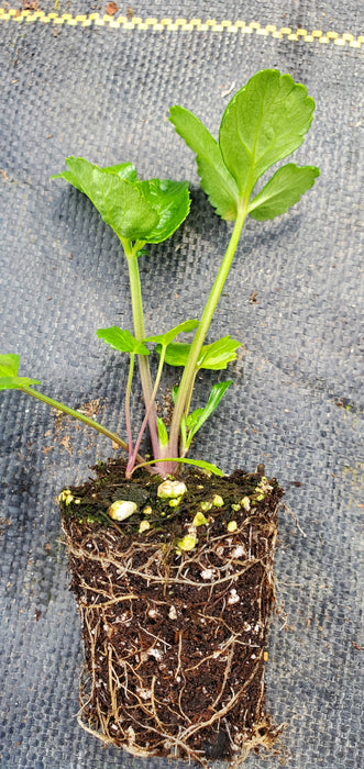 Angelica Pachycarpa