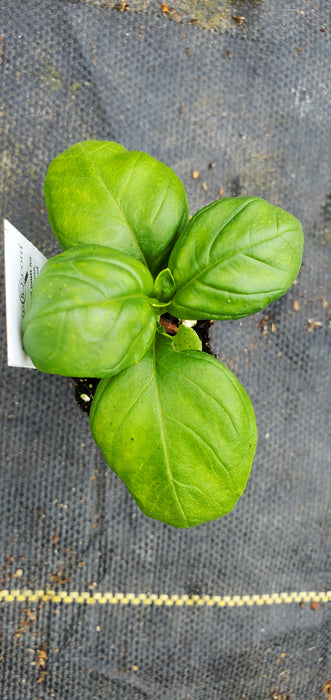 Basil Compact Genovese