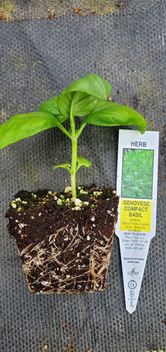 Basil Compact Genovese
