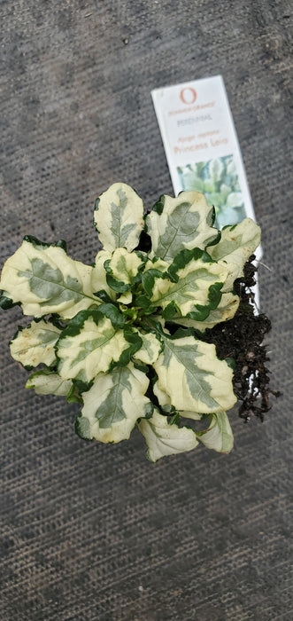 Ajuga Princess Leia