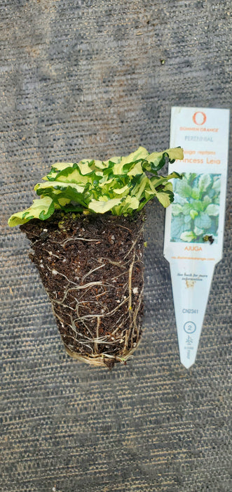 Ajuga Princess Leia