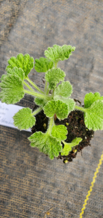 Pleated Horehound