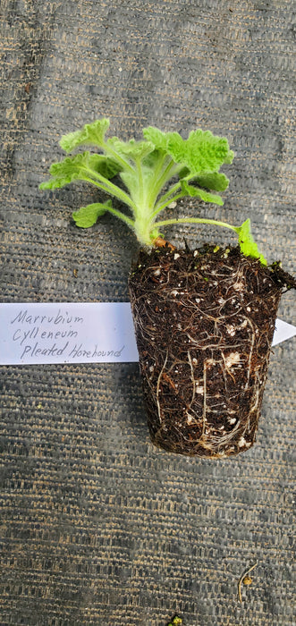 Pleated Horehound