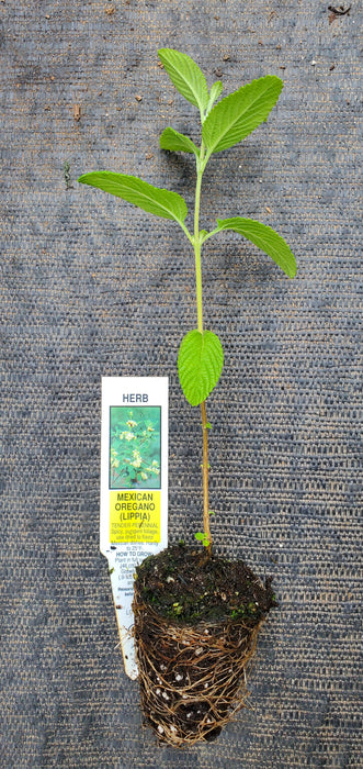 Lippia Graveolens