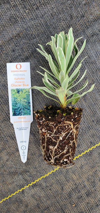 Euphorbia Glacier Blue