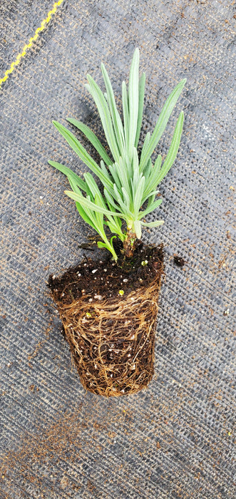 Lavender Vera