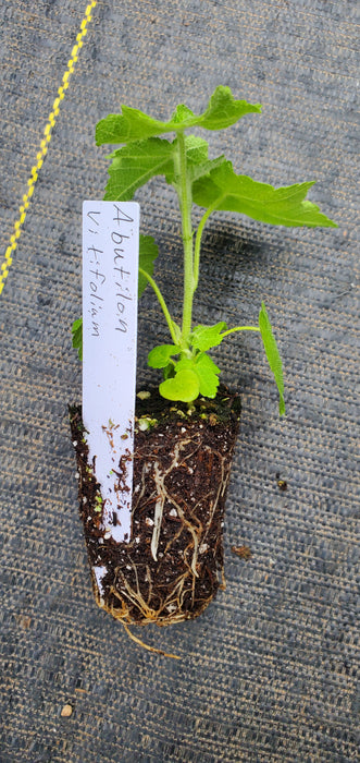 Abutilon Vitifolium