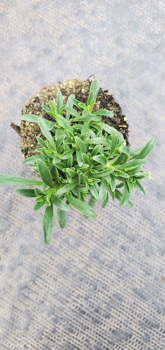 Saponaria Bressingham Pink