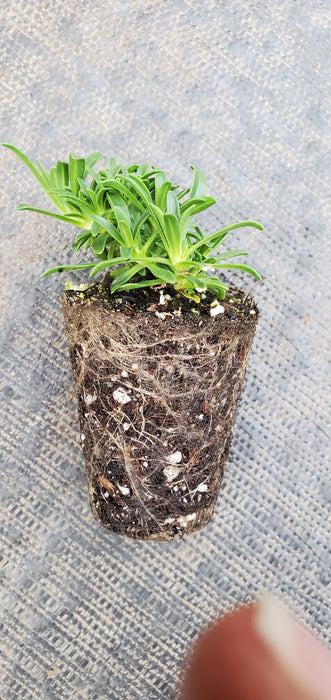 Saponaria Bressingham Pink