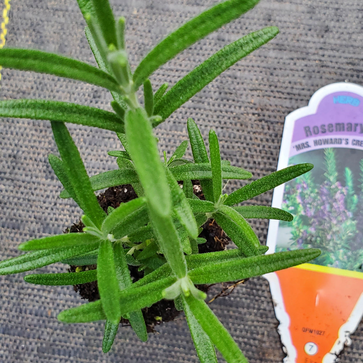 Rosemary Mrs Howard's Creeping — Gingers greenhouse