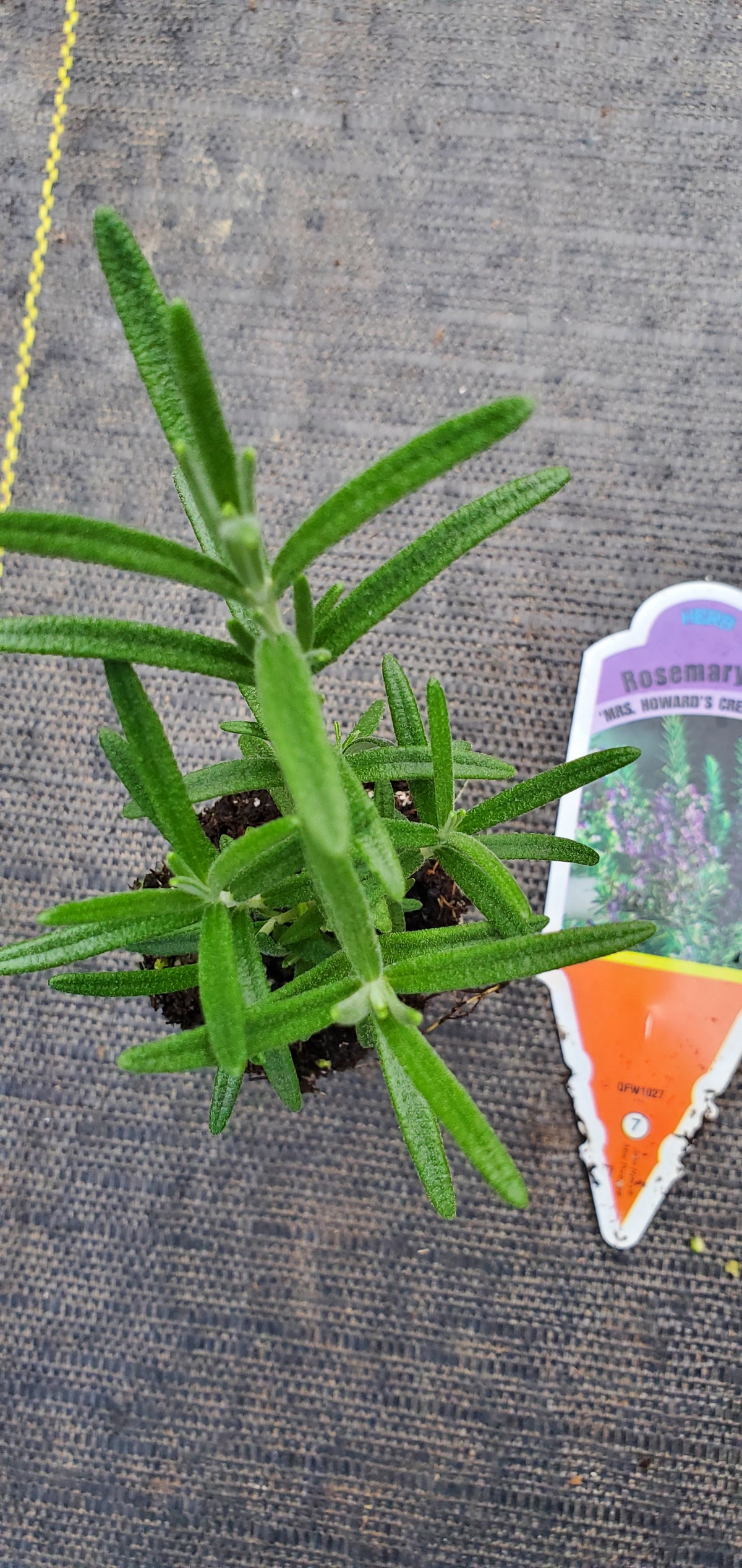 Rosemary Mrs Howard's Creeping — Gingers greenhouse