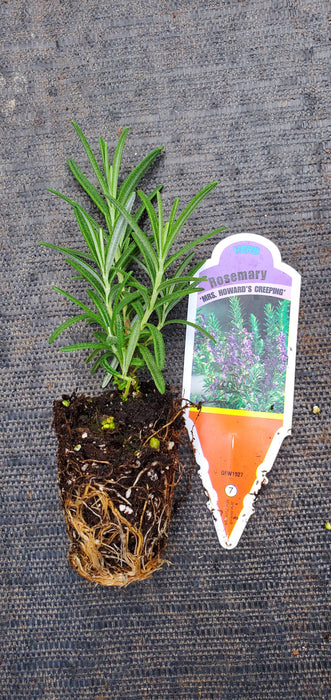 Rosemary Mrs Howard's Creeping