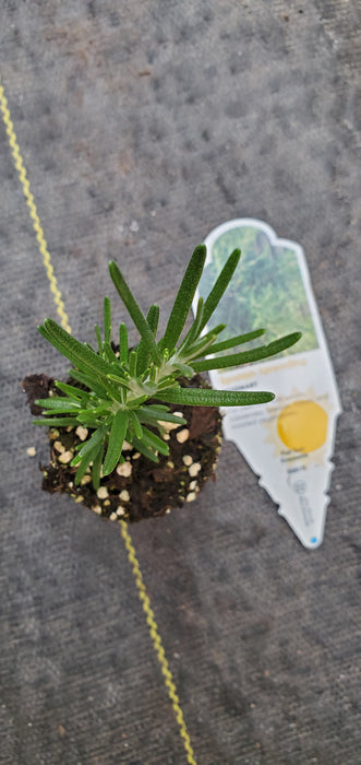 Rosemary Spanish Spreading