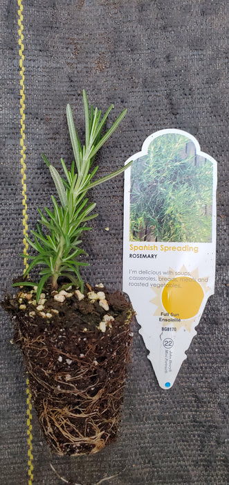 Rosemary Spanish Spreading