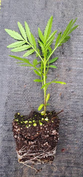 Tagetes Minuta Black Mint