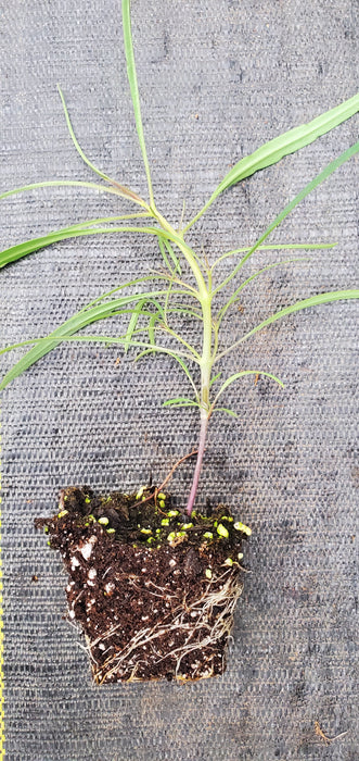 Narrow leaf Papalo