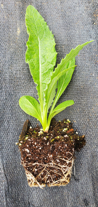 Cardoon Gobbo Di Nizzia