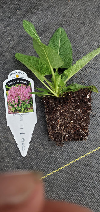 Salvia Fashionista Moulin Rouge