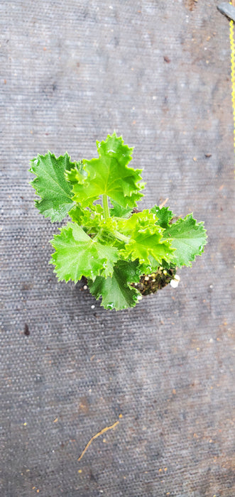 Scented Geranium Lime