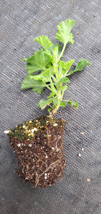 Scented Geranium Lime