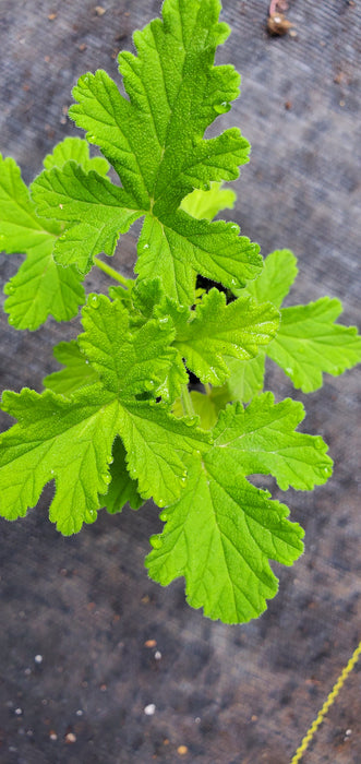 Scented Geranium Peach