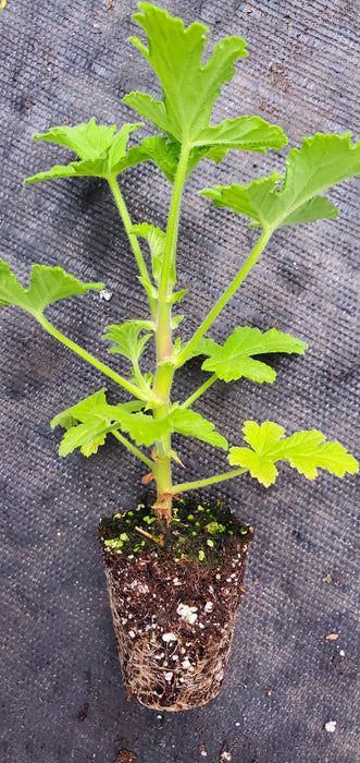 Scented Geranium Peach