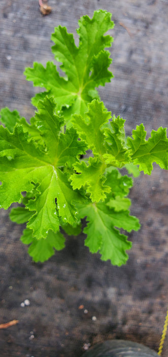 Scented Geranium Almond