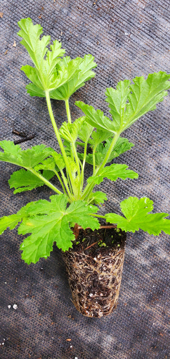 Scented Geranium Almond