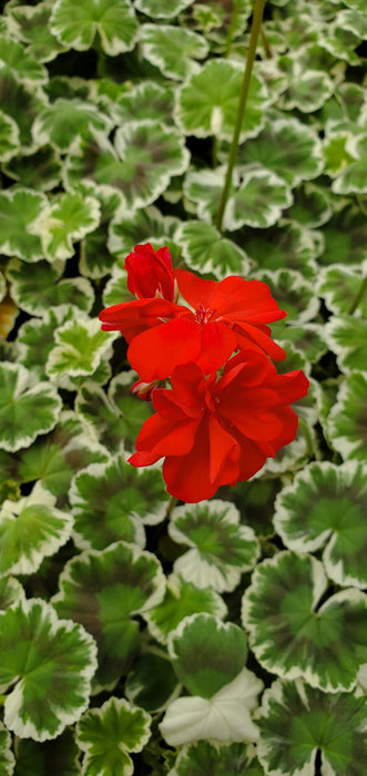 Pelargonium Wilhelm Langguth