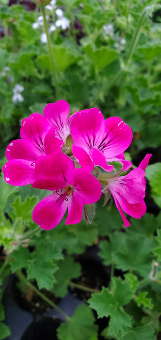 Pelargonium Pineapple