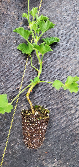 Pelargonium Pineapple