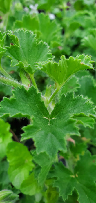 Pelargonium Pineapple