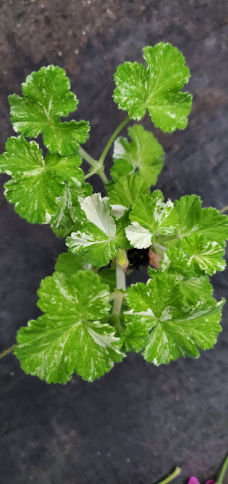 Pelargonium Charmay Snowflurry