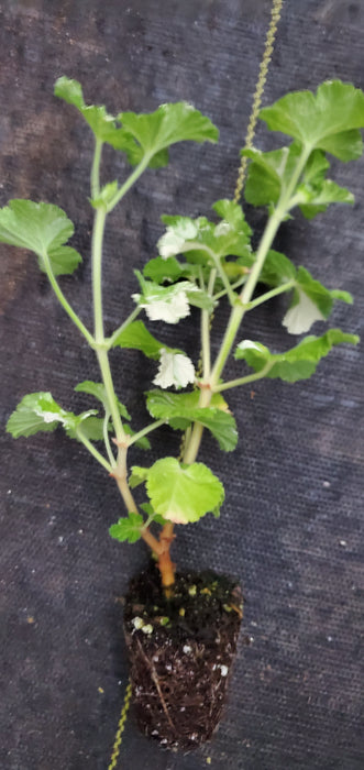 Pelargonium Charmay Snowflurry