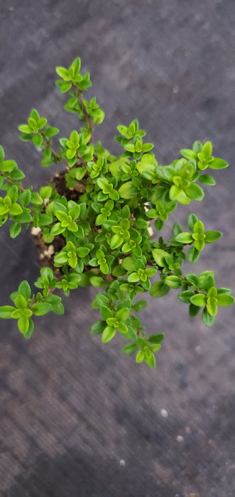 Thyme Lime
