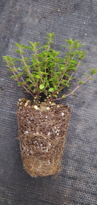Thyme Lime