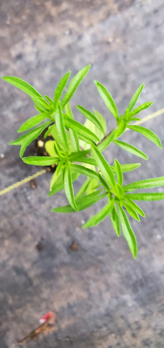 Summer Savory Summer Sprite